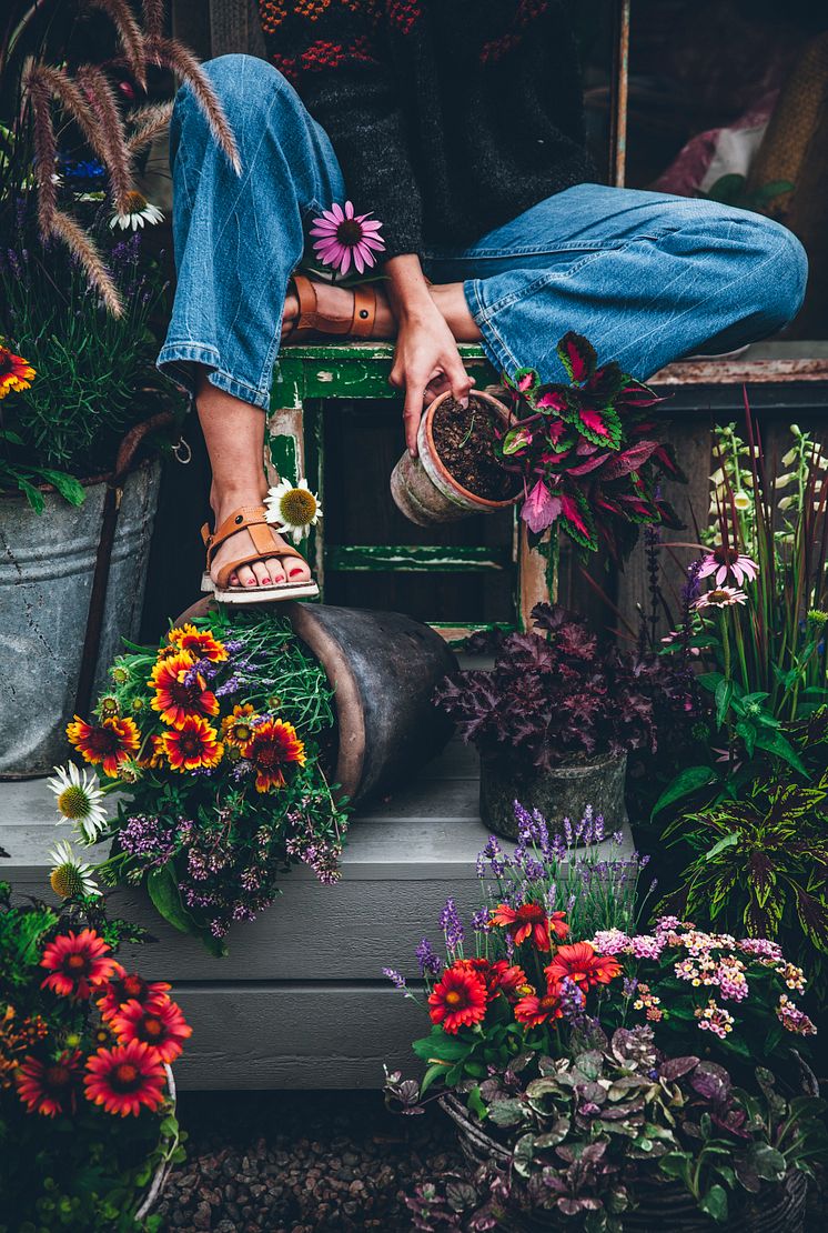 Sensommarplantering