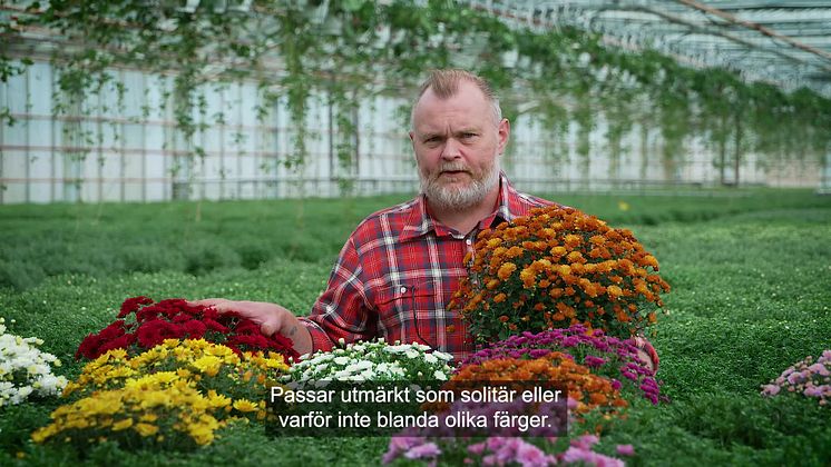 Trädgårdsmästaren tipsar 1 bollkryss 16x9.mp4