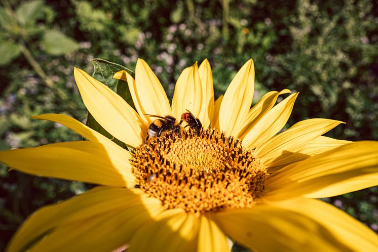 #Goood-Initiative Bienenweide_heimische Sonnenblumen_©Goood Petfood