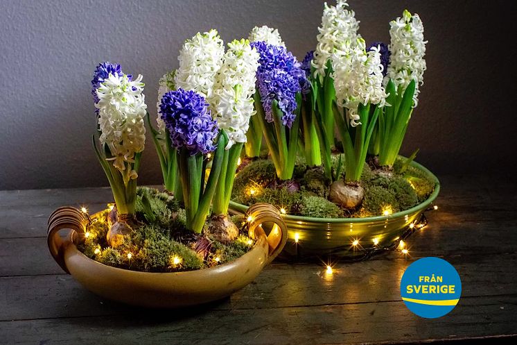 Film om svenska hyacinters utveckling - från lök till blomma Filmformat_1.mp4
