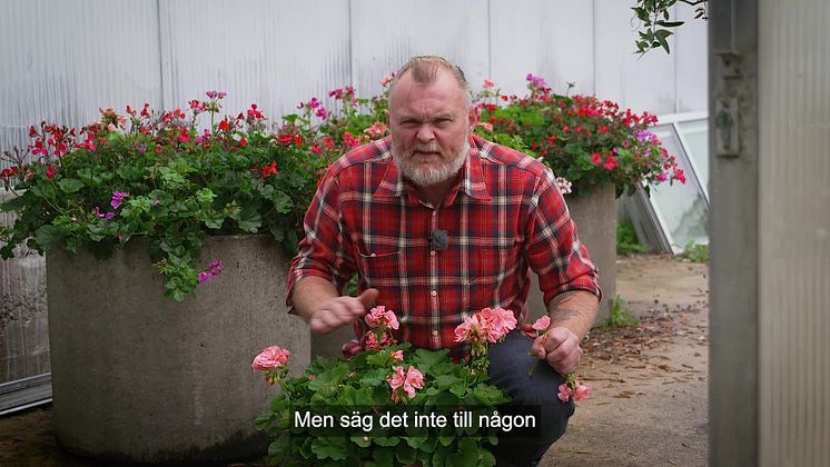 Trädgårdsmästaren tipsar pelargon 16x9.mp4