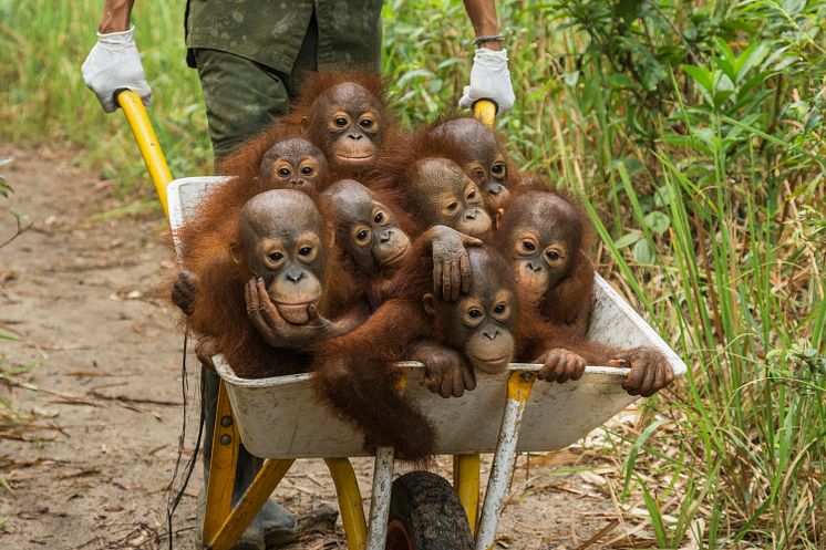 World Press Photo 2016 Nature, 1st prize stories – photo 3  