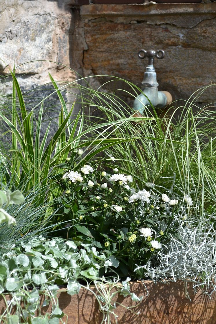 Mix av prydnadsgräs och sommarblommor