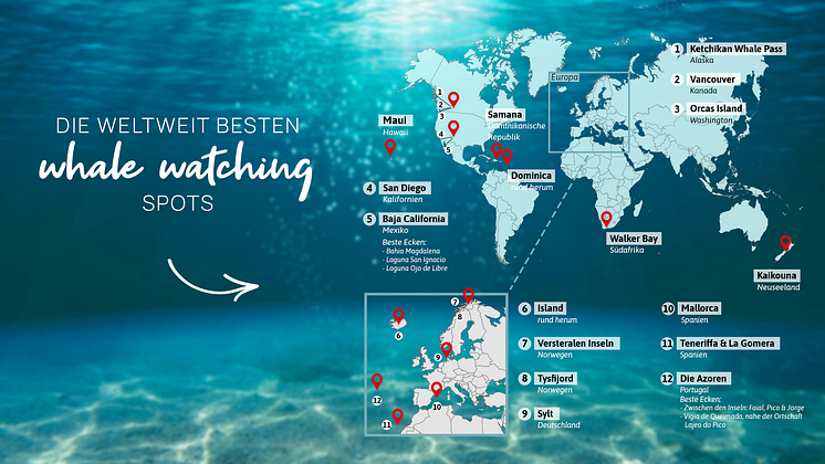Urlaubsguru_Abenteuer Whale Watching