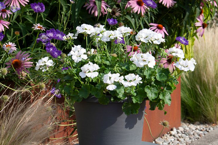 Hängzonalpelargon ’Marcada White’ 