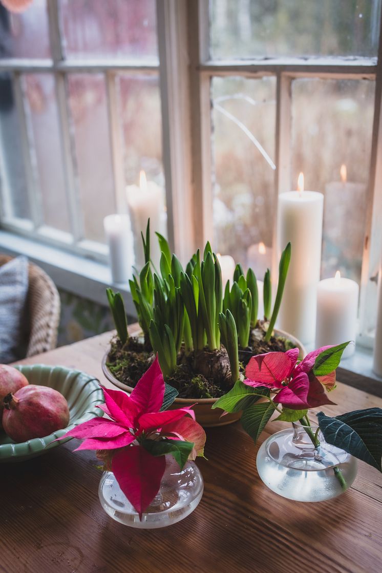 Julstjärnor hos Anna Starren 