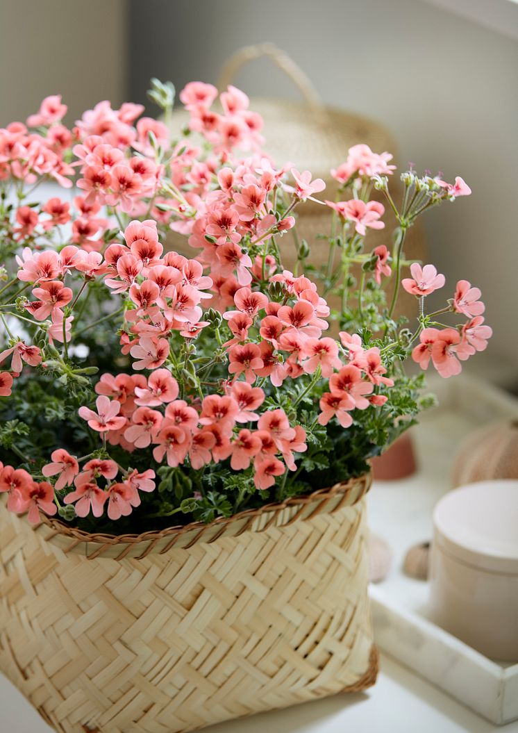 2021_Geraniums_2000_Happy_Plant_Home_03.jpg