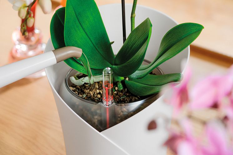 Eine Orchidee im Pflanzgefäß ORCHIDEA von LECHUZA mit integriertem Bewässerungssystem wird gegossen.