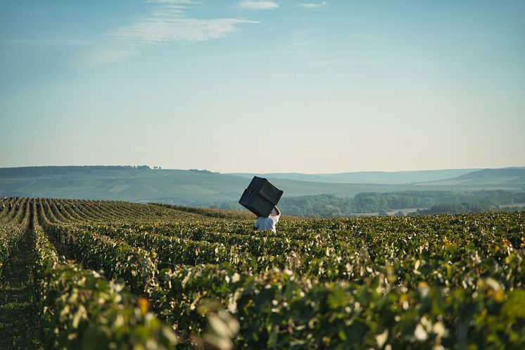 2023 09 11 HENRIOT VENDANGES wearethegoodchildren48.jpg