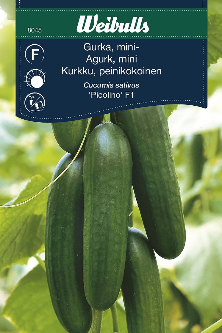 8045_gurka_picolino.jpg