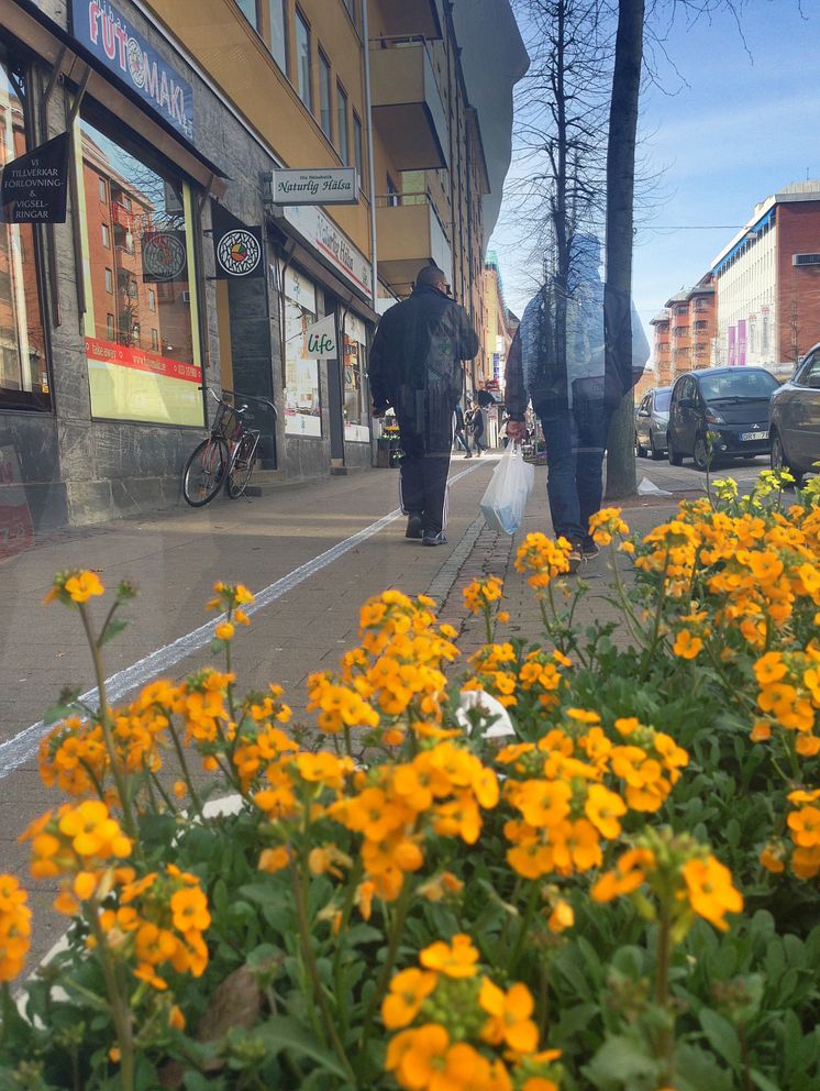 Ingen går vilse på Linnémarschen – Sveriges största vandringsevent