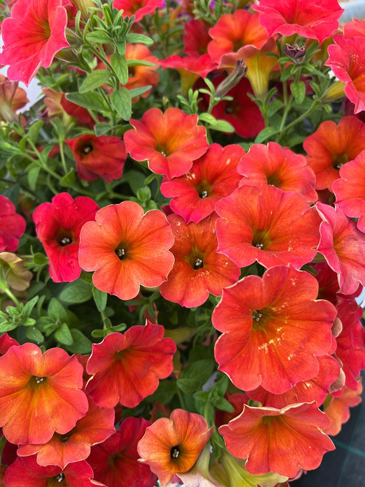 Petunia_2024