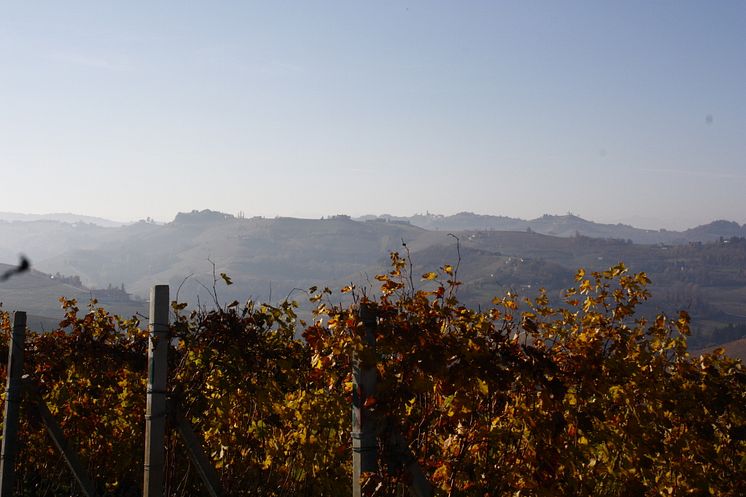Gaja Vingårdar i Barbaresco