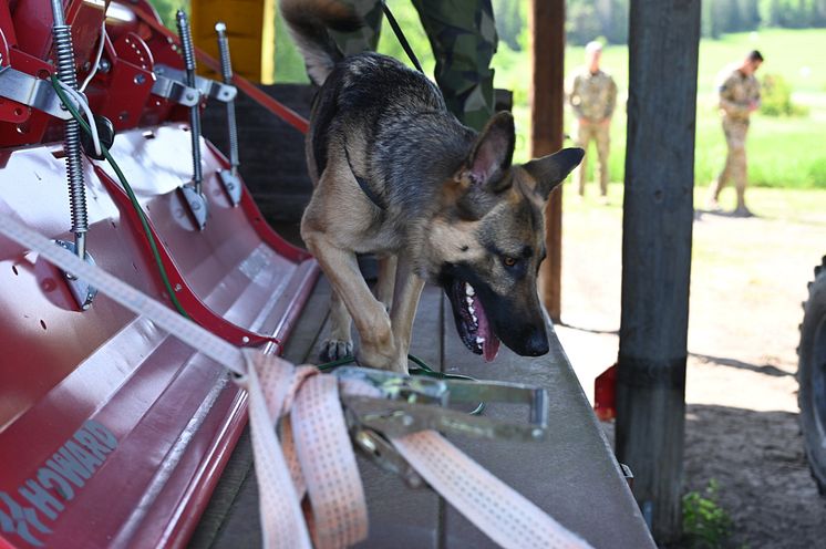 Sökhund FHTE.jpg