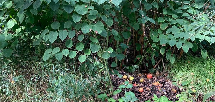 Foto på parkslide som etablerats i olagligt dumpat trädgårdsavfall på kommunens mark---