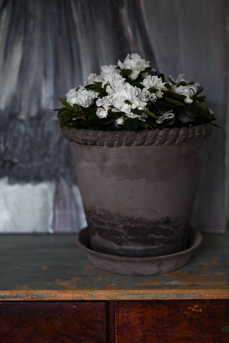 Azalea_vår