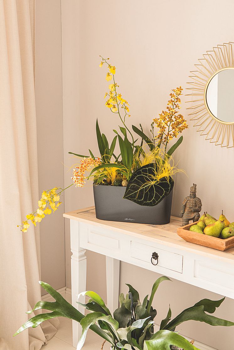 Wellnessbehandlung für Orchideen
