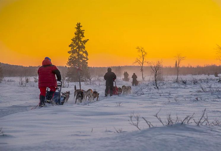 hundslademagisktljus.jpg.webp