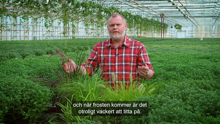 Trädgårdsmästaren_tipsar_prydnadsgräs_16x9.mp4