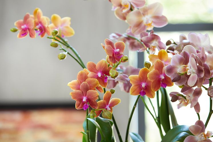 Eine Orchidee blüht in leuchtenden Pink- und Orangetönen.