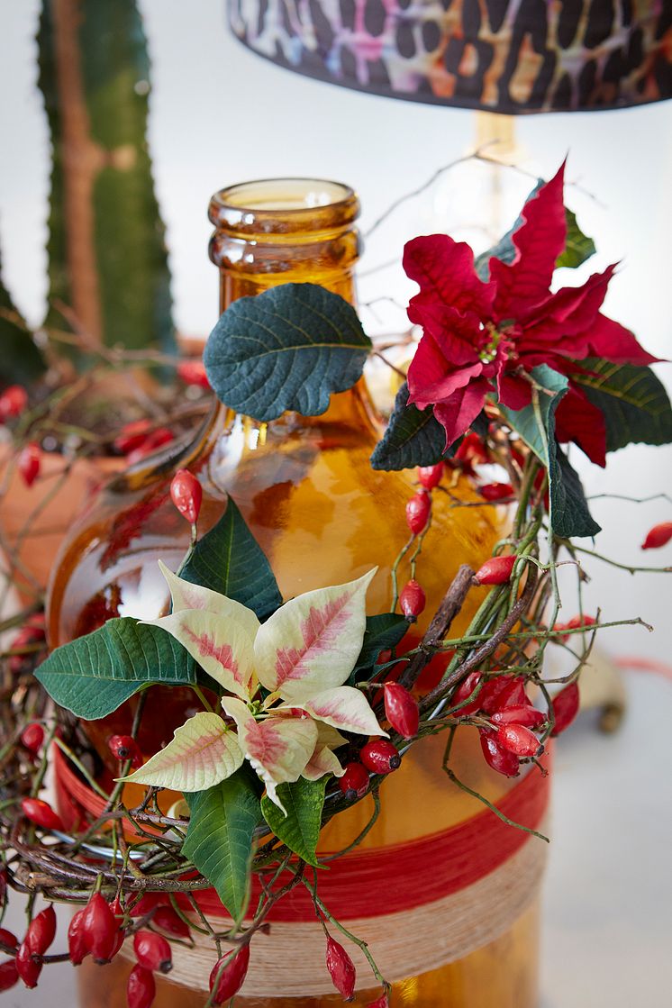 Den heliga nattens blomma - julstjärnan och dess mexikanska arv