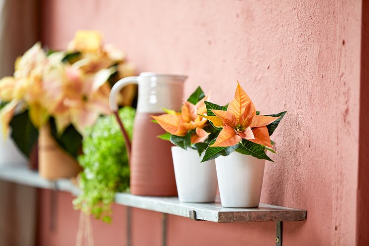 julstjärna 2021_poinsettia_01000_Boho_Green_Living_04