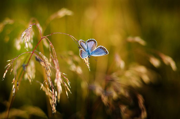 butterfly-1938978_1920