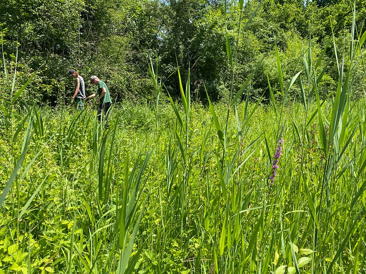 Lernende der Gartenbauschule Hünibach im Einsatz im Naturschutzgebiet