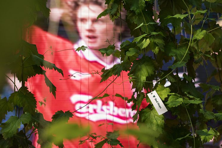 Carlsberg Red Hops