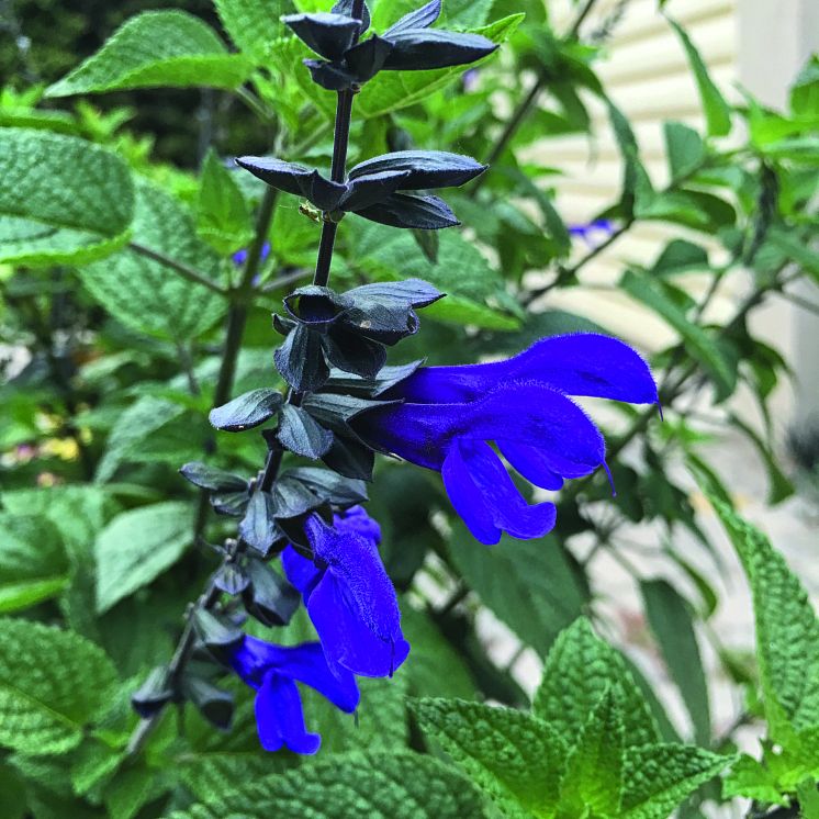 Salvia Rhythm & Blues Arty Cricket