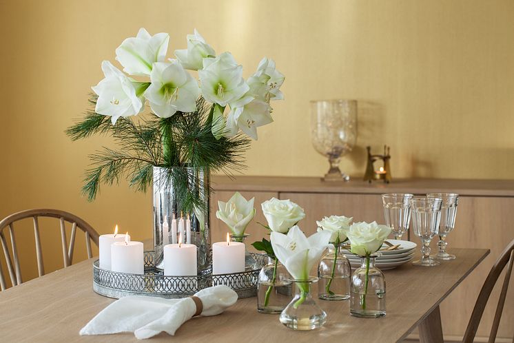 Amaryllis med silkefuru