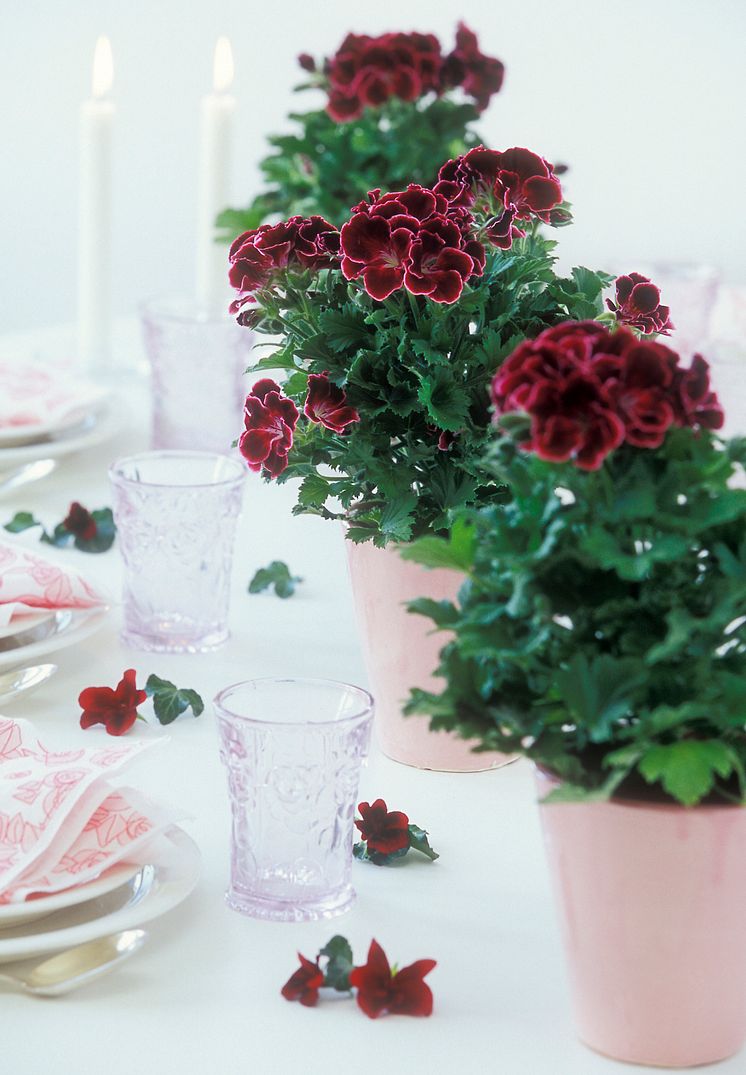 'Aristo Beauty'