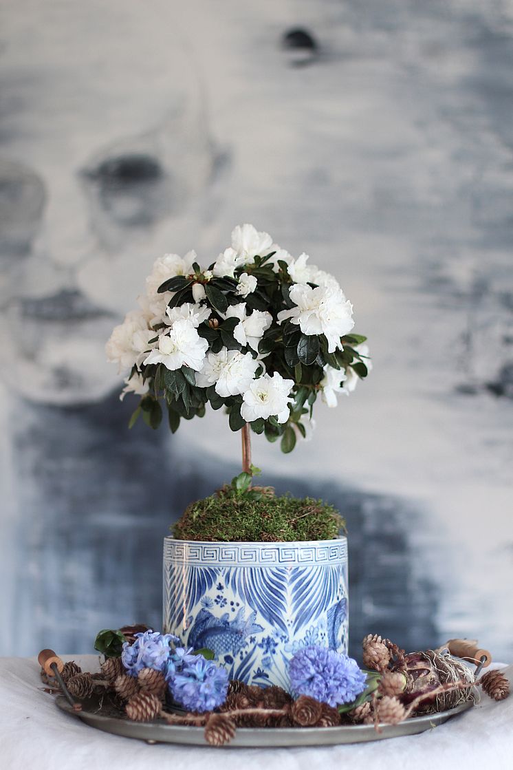 Azalea Madame Troch stam stÜende