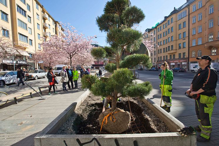 En av ca 15 st nya minitallar vid Bysistorget i Stockholm.