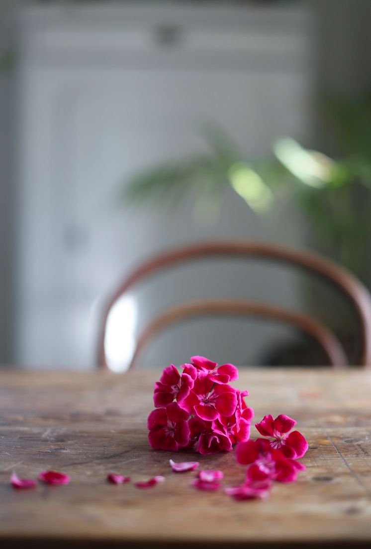 Årets Pelargon 2020 Zonalpelargon TANGO DEEP ROSE WITH EYE