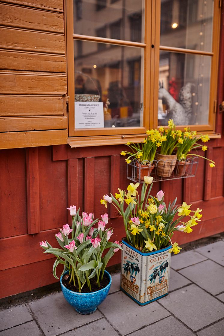 Gatufest_vårhyacint_tete a tete_tulpan_2022