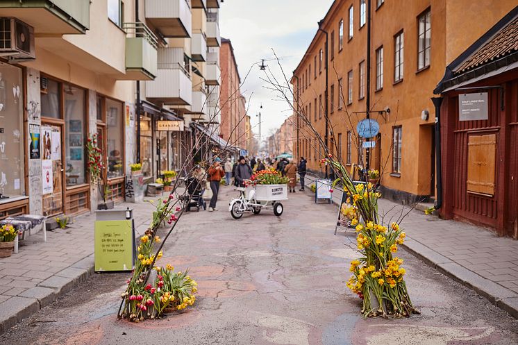 Gatufest_vårhyacint_tete a tete_tulpan_2022