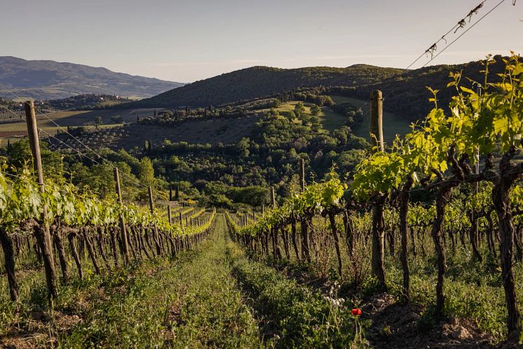 Vignavecchia-immagine_1600.jpg