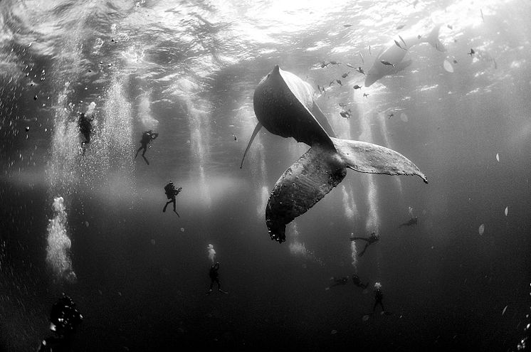 World Press Photo 2016 Nature, 2nd prize singles  
