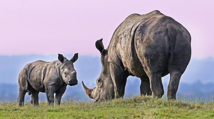 Goood_#DoGoood Initiative Artenschut_Rettet das Nashorn