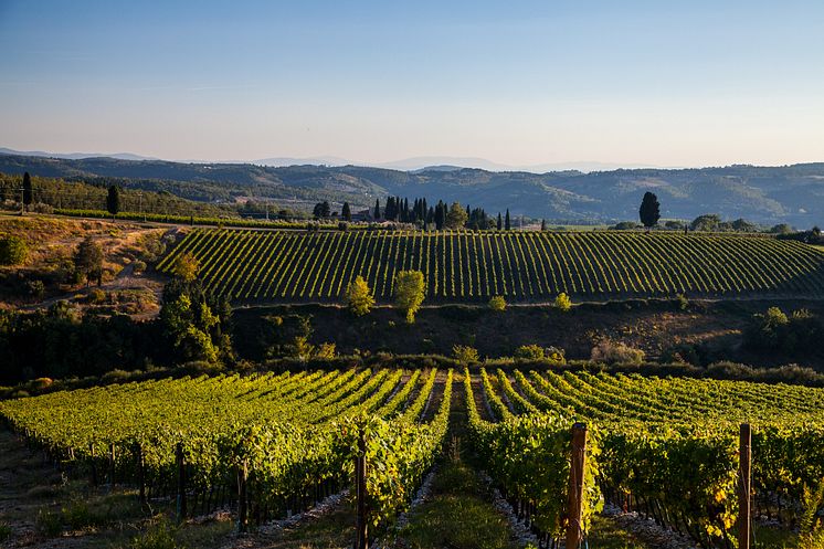 Vineyard Tignanello.jpg