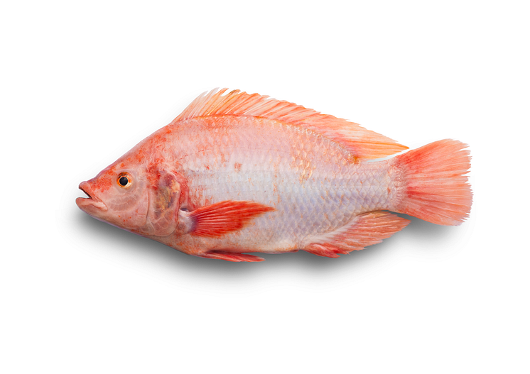 Rödstrimma® från Gårdsfisk