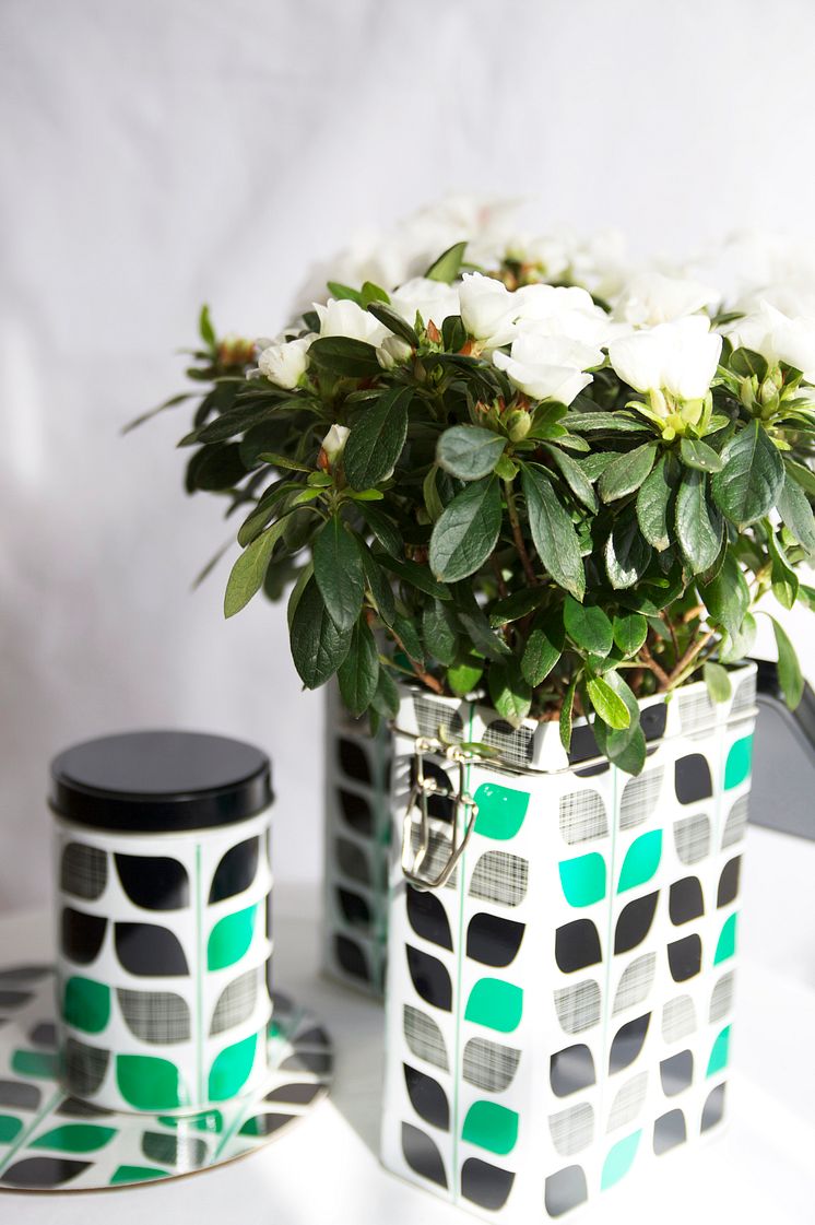 Azalea i kaffeburken