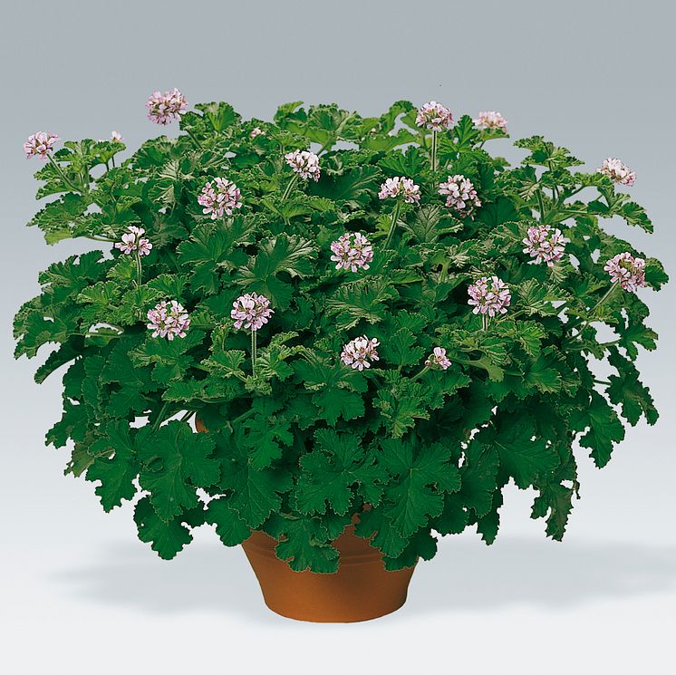 Doftpelargon 'Attar of Roses'