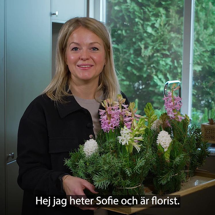 Tips med hyacinter - bind barrkvistar om!