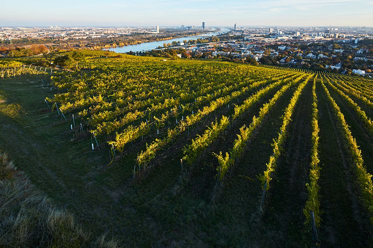 Nussberg Wien