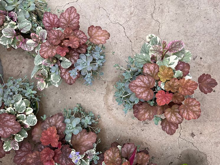 Heuchera_2024