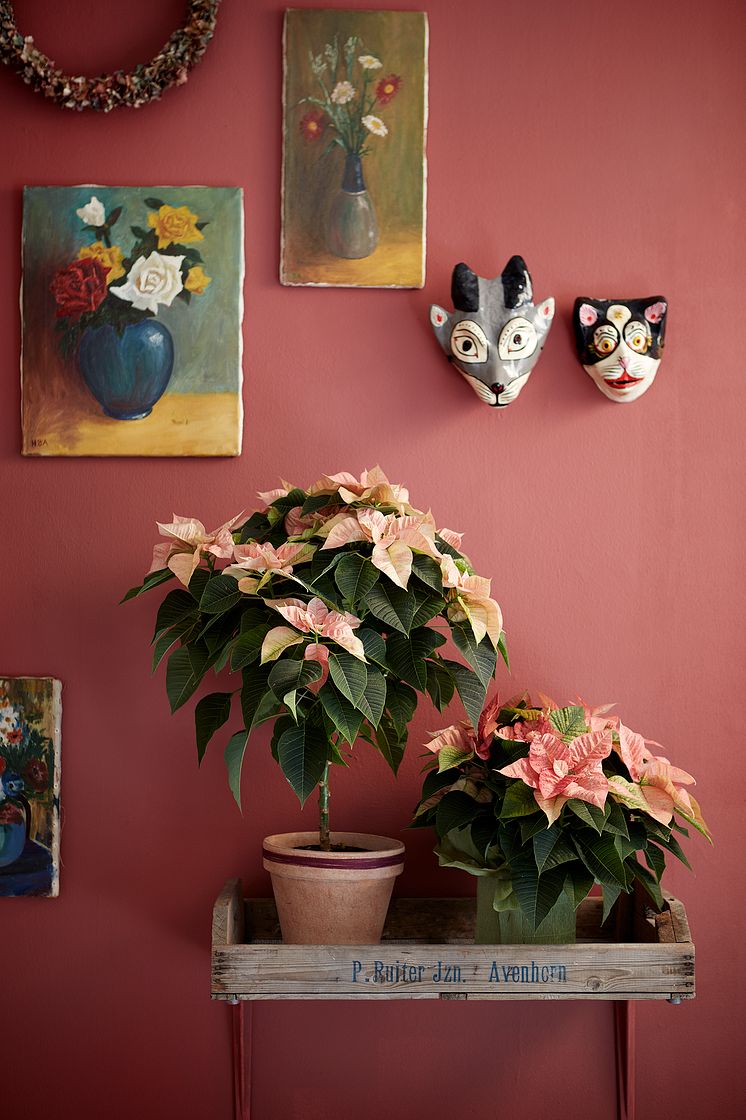Den heliga nattens blomma - julstjärnan och dess mexikanska arv