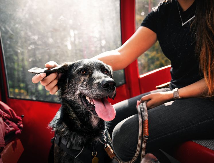 WandernBergbahn fahren mit Hund