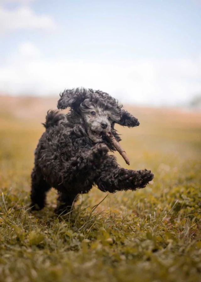 hundstallet-staende.webp